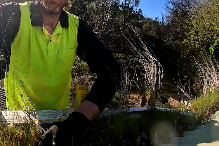 
Guttering embraces nature in wollongong, cleaner set for the task.