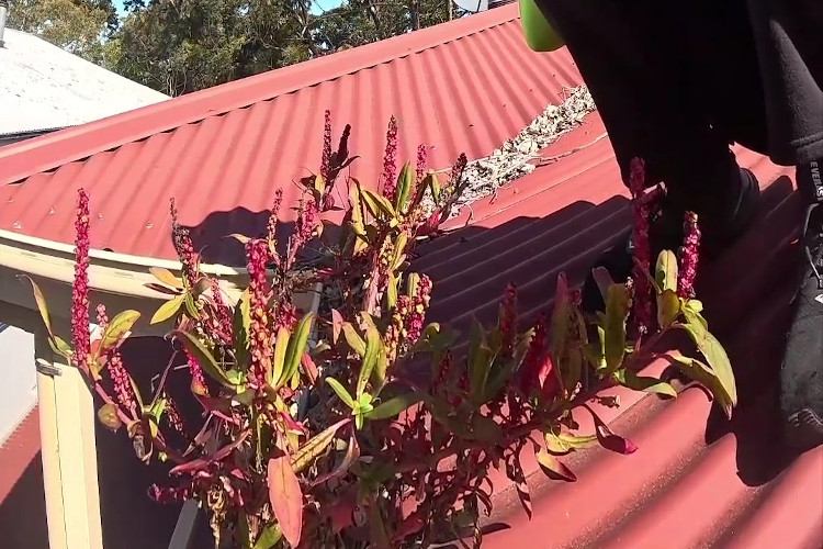 
Striking red flora bursting forth from the guttering, ready for the cleaning.
