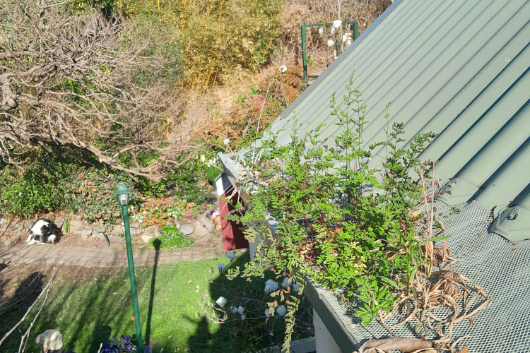 
Verdant growth bursts through a gutter guard in wollongong, prompting a necessary cleaning.