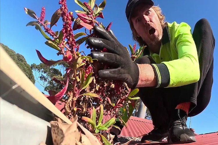 
wollongong gutter cleaner in sheer astonishment at the sight of striking plants growing from the guttering.