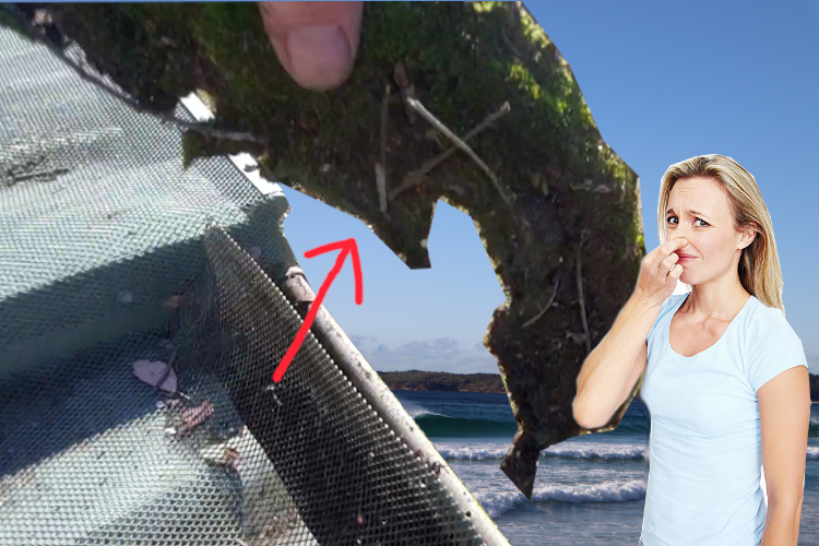 
wollongong Gutter Cleaning Service: Clearing Moss Under Gutter Guard as Local Woman Holds Her Nose