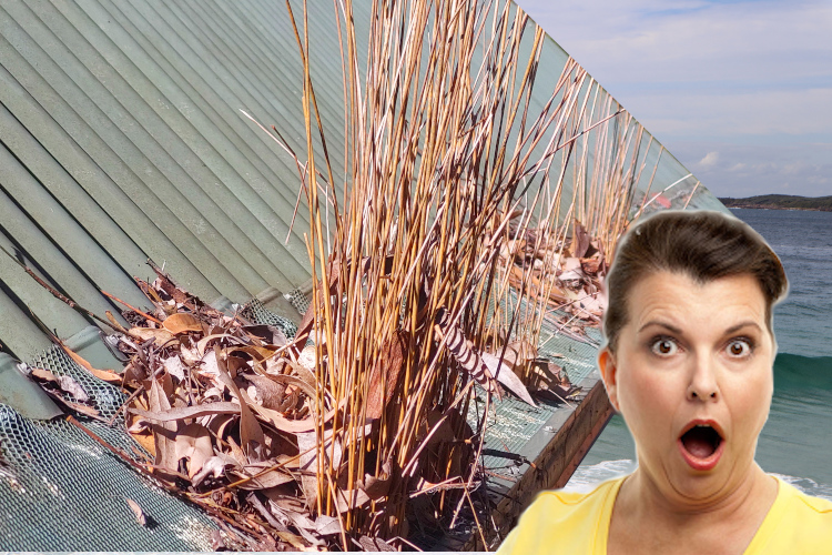 
wollongong Woman Astonished by Plants Bursting Through Gutter Guards